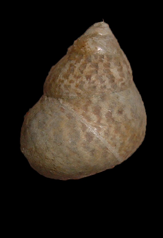 Osilinus turbinatus